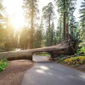 Sequoia National Park