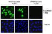 CasAntibody (bT-19) Santa Cruz Biotech