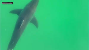 Over half a dozen sharks seen on video near popular Maine beach in two days