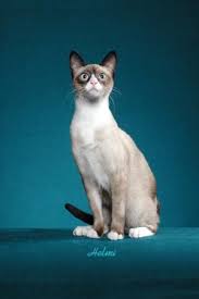 Résultat de recherche d'images pour "snowshoe cat"