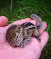 Résultats de recherche d'images pour « image d'animaux mignon »
