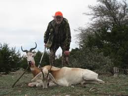 Résultat de recherche d'images pour "dama gazelles"