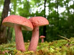 Image result for poisonous mushrooms