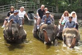 Hasil gambar untuk elephant ride bali