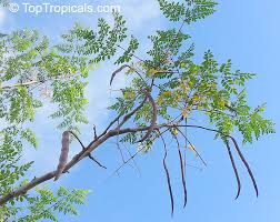 Image result for horseradish tree