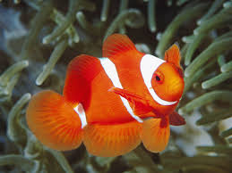 Resultado de imagen para peces