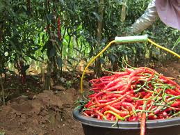 Hasil gambar untuk panen cabe di polybag