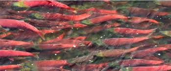 David E. Kelley & Norcross Productions Launch Live Migrations Nature Series, ‘The Great Sockeye Migration’