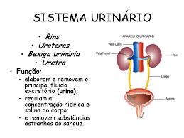 Resultado de imagem para aparelho urinario