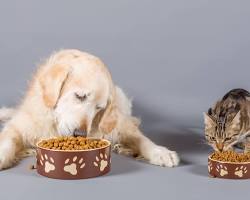 Pet food for cats and dogs