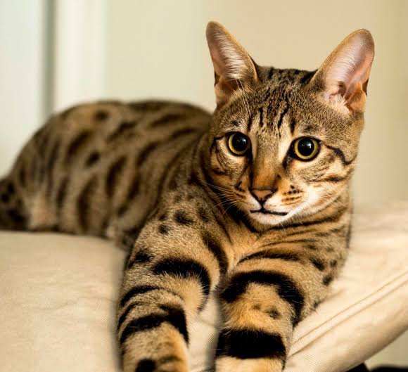 Are Savannah Cats Hypoallergenic? | Select Exotics