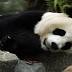 National Zoo panda gives birth