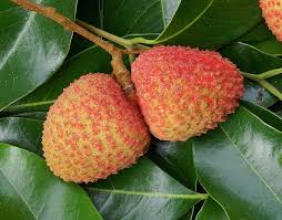 Image result for lychee trees