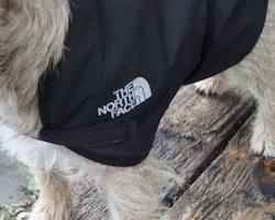 North Face Dog Raincoatの画像