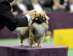 Image result for dog shows