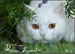 Résultat de recherche d'images pour "gif semaine"