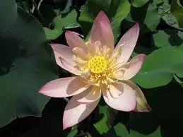 Nelumbo nucifera “Golden Heart” – Wallis Creek Watergarden