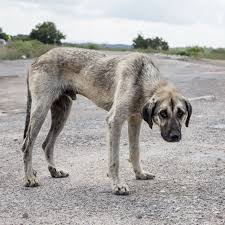 CLAA – Aesop's Fables, Lesson 09. The Dog and His Shadow