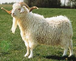 Image result for GOAT