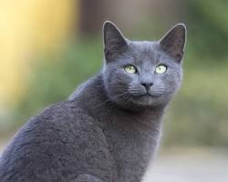 تصویر Russian Blue cat