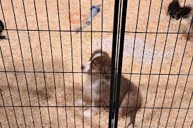 Scandalisées par ce salon du chiot près de Dijon, près de 17 000 personnes signent une pétition
