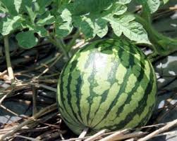 watermelon plants ile ilgili görsel sonucu