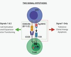Two-Signal Model of T-Cell Activation