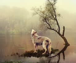 Resultado de imagen de wolf hipster anime