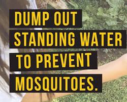 صورة stagnant water mosquito prevention