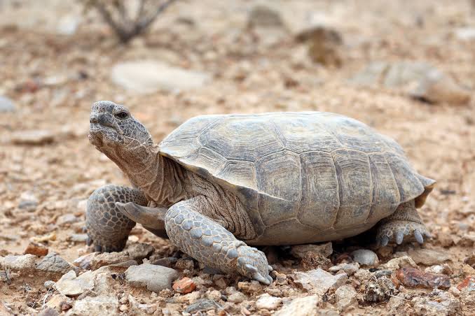 Desert Tortoise