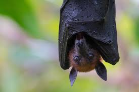 Chauve-Souris Dans la Bouche: Vacances Horreur et Facture Salée!