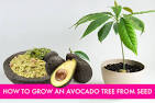 How Not To Kill Your Avocado Tree