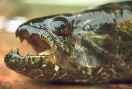 Resultado de imagem para Reunião de traíras