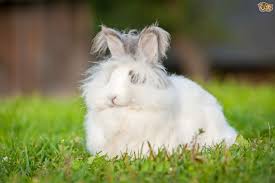 Image result for RABBIT