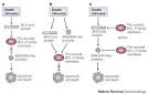 Bcl homology domain 3