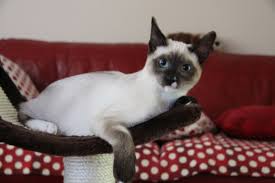 Résultat de recherche d'images pour "snowshoe cat"