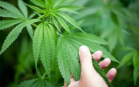 Resultado de imagen de Legalization