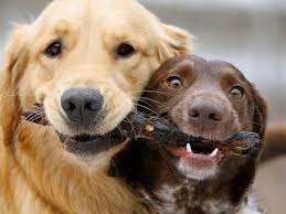 images?q=tbn:ANd9GcTiotuH0mXA7IhRESlQDsA