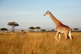 Kết quả hình ảnh cho Why are giraffes so tall?