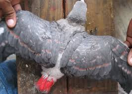 Image result for african grey parrot for sale