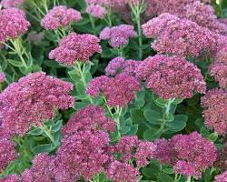 Sedum flower