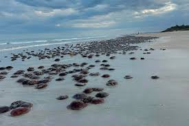 Amazing sight along Aussie beach not seen in 14 years: 'Plague proportions'