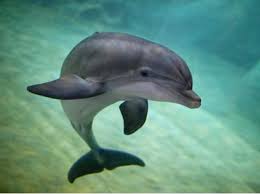 Image result for images of dolphins