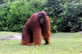 orangutan க்கான பட முடிவு