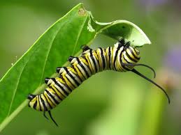 Resultado de imagen para mariposa monarca
