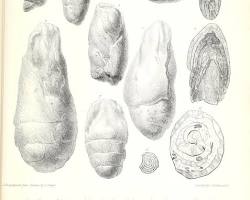 Image of Coprolite fossilized feces crosssection Mary Anning