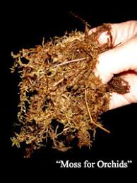 Image result for chilean sphagnum moss