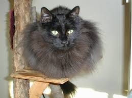 Image result for wooly bears