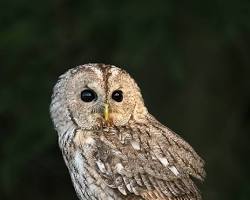 tawny owlの画像