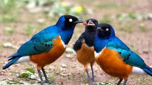 Resultado de imagen para aves bebe